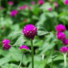 50 Gomphrena Purple Globe Flower Seeds - Seed World