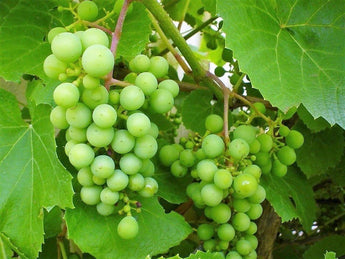 50 Green Grape Fruit Vine | Vitis Vinifera Seeds - Seed World