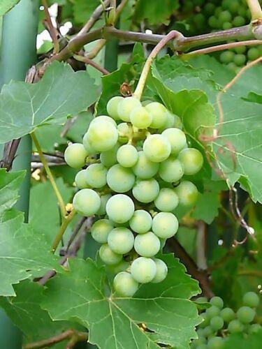50 Green Grape Fruit Vine | Vitis Vinifera Seeds - Seed World