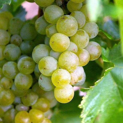 50 Green Grape Fruit Vine | Vitis Vinifera Seeds - Seed World