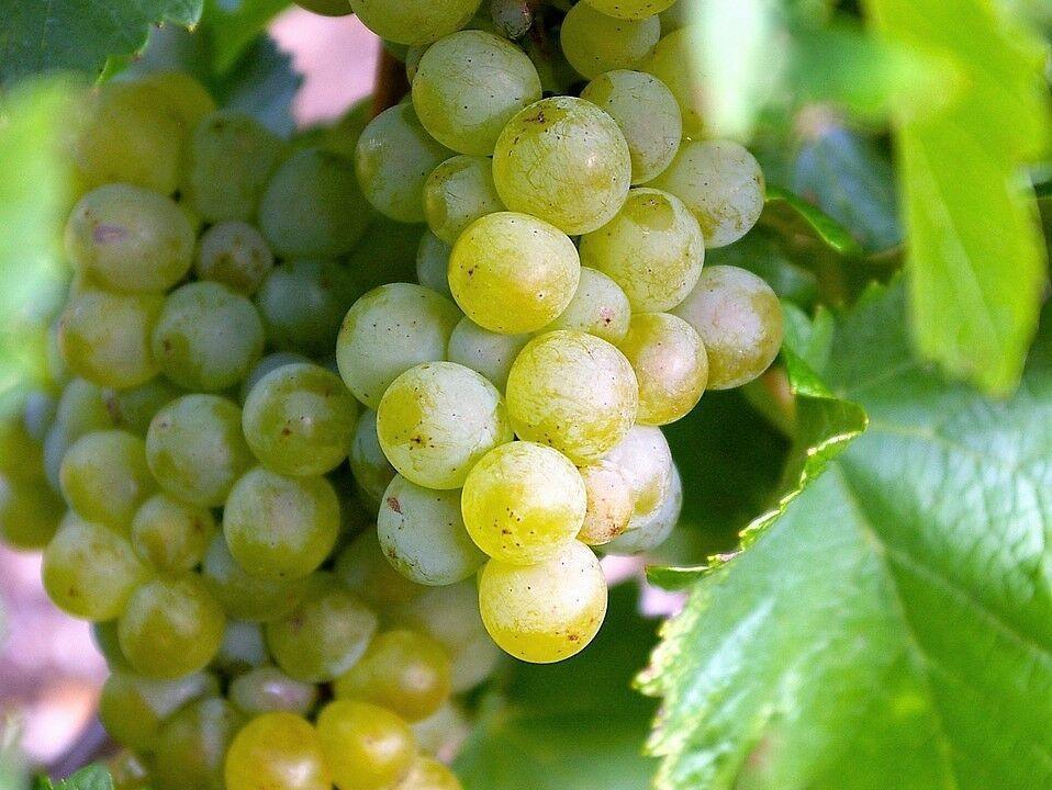 50 Green Grape Fruit Vine | Vitis Vinifera Seeds - Seed World