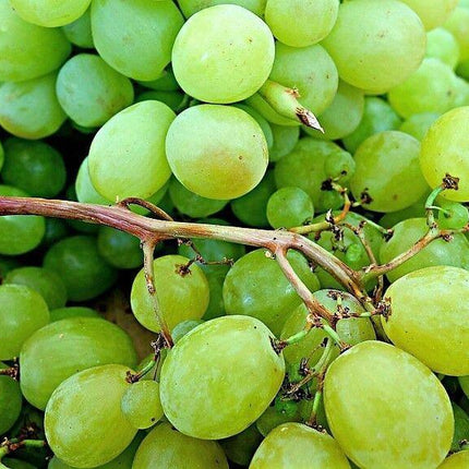 50 Green Grape Fruit Vine | Vitis Vinifera Seeds - Seed World