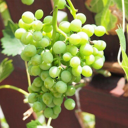 50 Green Grape Fruit Vine | Vitis Vinifera Seeds - Seed World