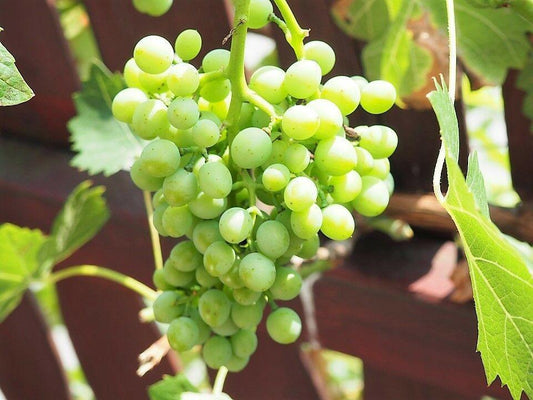 50 Green Grape Fruit Vine | Vitis Vinifera Seeds - Seed World