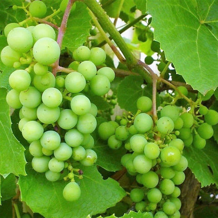 50 Green Grape Fruit Vine | Vitis Vinifera Seeds - Seed World
