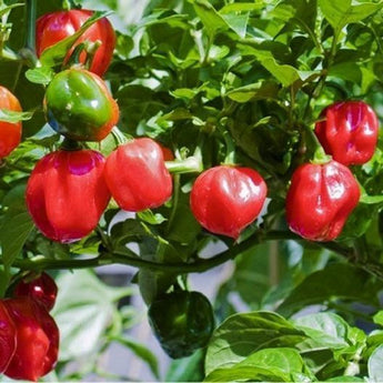 50 Habanero Red Pepper Seeds - Seed World