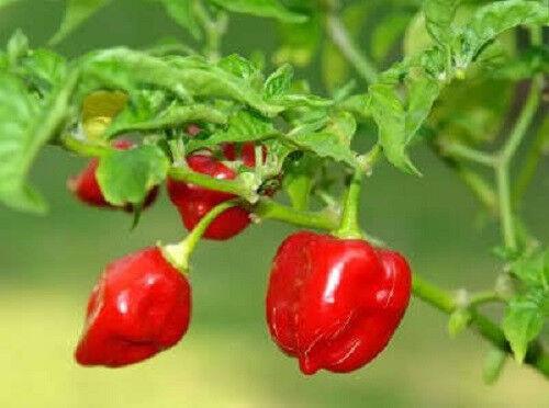 50 Habanero Red Pepper Seeds - Seed World