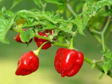 50 Habanero Red Pepper Seeds - Seed World