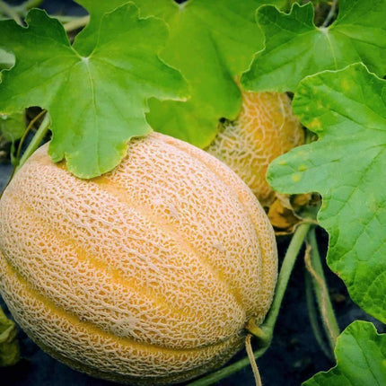 50 Hales Best Jumbo Melon - Cantaloupe Seeds - Seed World