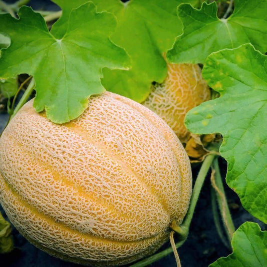 50 Hales Best Jumbo Melon - Cantaloupe Seeds - Seed World