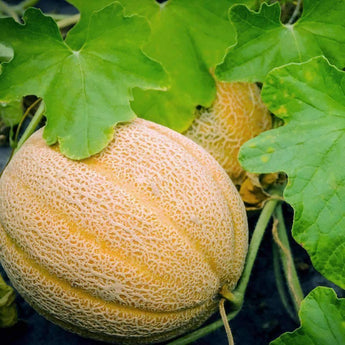 50 Hales Best Jumbo Melon Seeds - Seed World