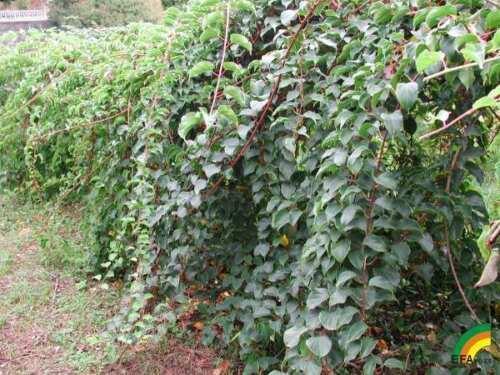 50 Hardy Mini Cocktail Kiwi Seeds - Seed World