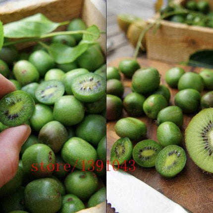 50 Hardy Mini Cocktail Kiwi Seeds - Seed World