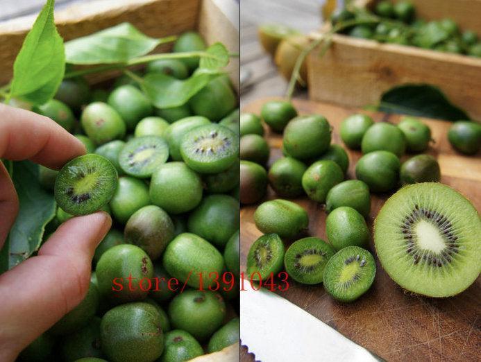 50 Hardy Mini Cocktail Kiwi Seeds - Seed World