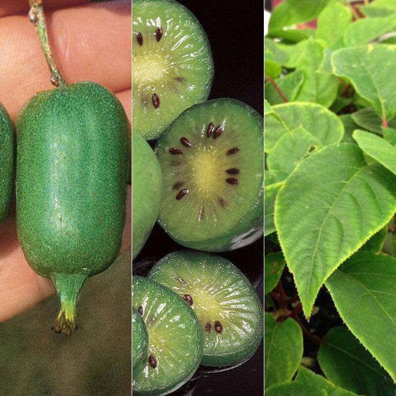 50 Hardy Mini Cocktail Kiwi Seeds - Seed World
