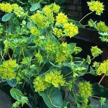 50 Hare's Ear (Bupleurum Rotundifolium Griffithlii) Seeds - Seed World