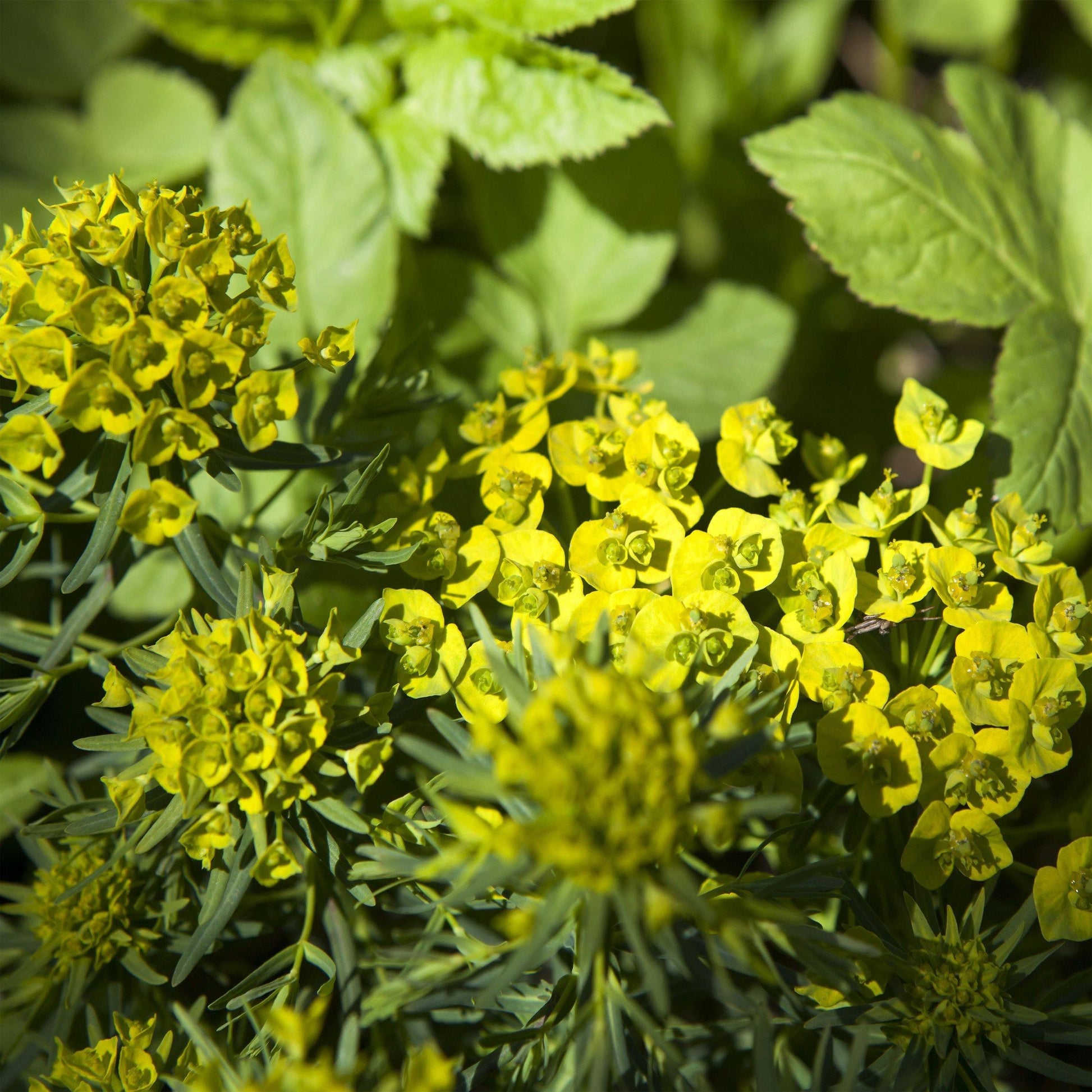 50 Hare's Ear (Bupleurum Rotundifolium Griffithlii) Seeds - Seed World