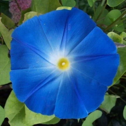 50 Heavenly Blue Morning Glory Seeds – Non-GMO, Easy-to-Grow Vines - Seed World