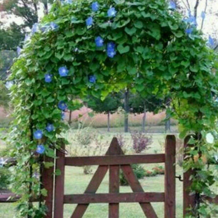 50 Heavenly Blue Morning Glory Seeds – Non-GMO, Easy-to-Grow Vines - Seed World