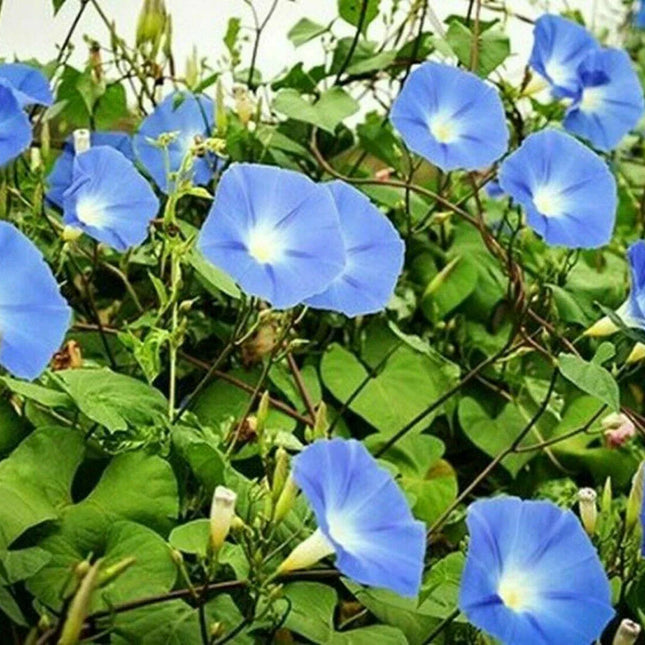 50 Heavenly Blue Morning Glory Seeds – Non-GMO, Easy-to-Grow Vines - Seed World