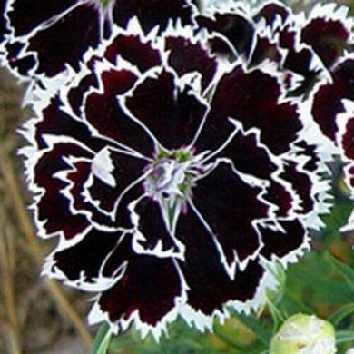 50 Heddewigii Dianthus Seeds - Seed World