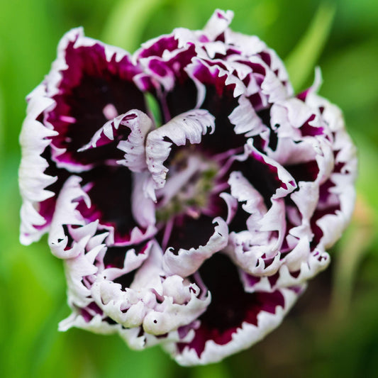 50 Heddewigii Dianthus Seeds - Seed World
