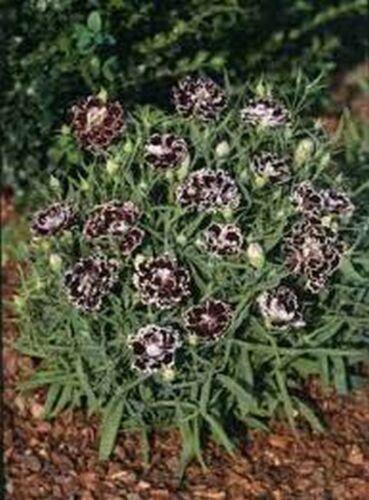 50 Heddewigii Dianthus Seeds - Seed World