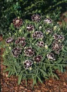 50 Heddewigii Dianthus Seeds - Seed World