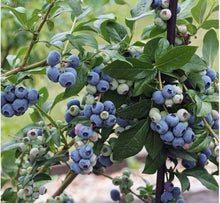 60 Highbush Blueberry Seeds - Seed World