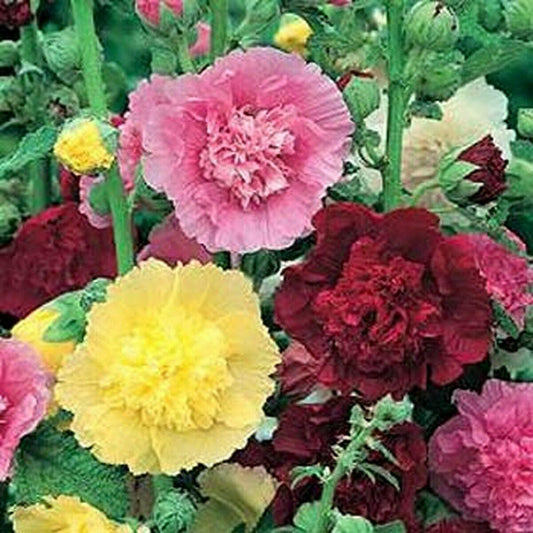 50 Hollyhock - Carnival Mix Seeds - Seed World