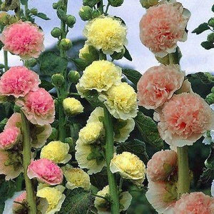 50 Hollyhock - Carnival Mix Seeds - Seed World