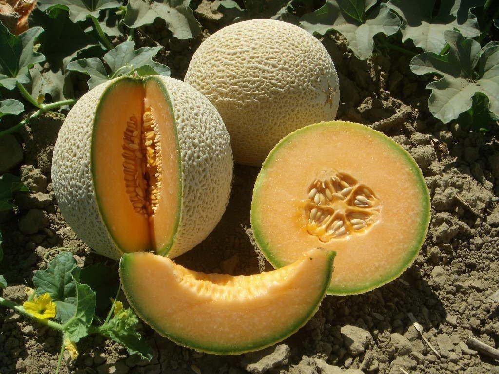 50 Honey Rock Cantaloupe Seeds - Seed World