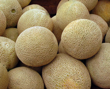 50 Honey Rock Cantaloupe Seeds - Seed World