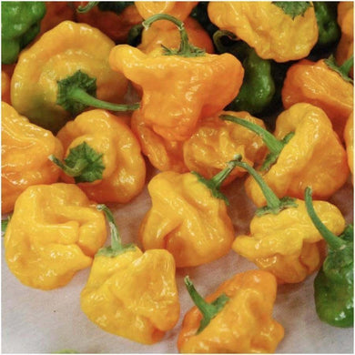 50 Hot Jamaican Yellow Scotch Bonnet Pepper Seeds - Seed World