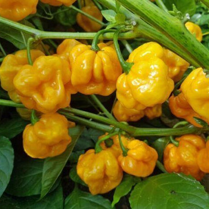 50 Hot Jamaican Yellow Scotch Bonnet Pepper Seeds - Seed World