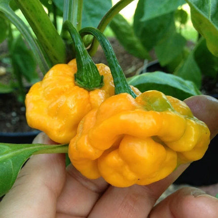 50 Hot Jamaican Yellow Scotch Bonnet Pepper Seeds - Seed World