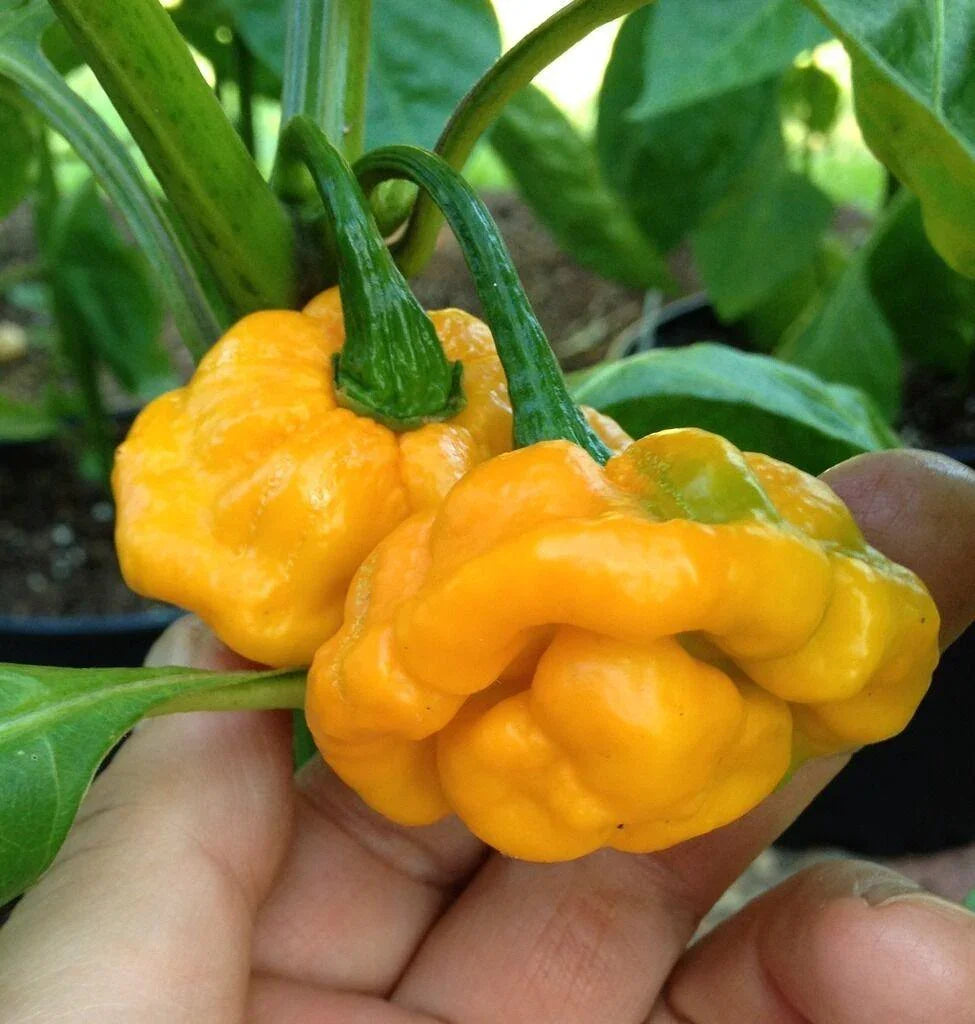 50 Hot Jamaican Yellow Scotch Bonnet Pepper Seeds - Seed World