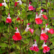 50 Hot Lips Salvia microphylla Seeds - Baby sage - Seed World