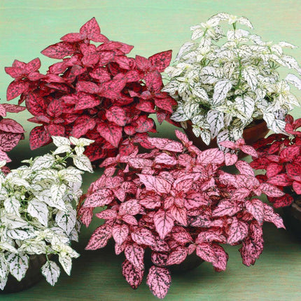 50 Hypoestes Phyllostachya Splash Mix Seeds - Seed World
