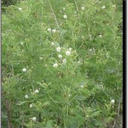 50 Illinois Bundleflower Seeds - Seed World
