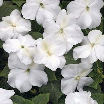 50 Impatiens Seeds - Baby White Seeds - Seed World