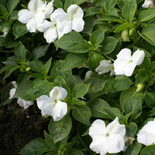 50 Impatiens Seeds - Baby White Seeds - Seed World