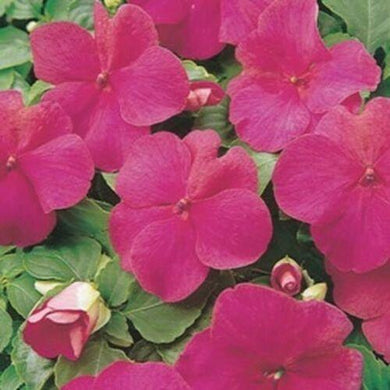 50 Impatiens Walleriana Baby Carmine Seeds - Seed World