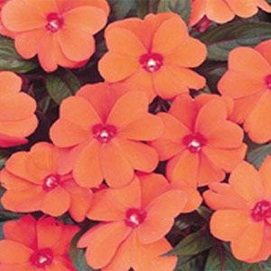 50 Impatiens Walleriana Baby Orange Seeds - Seed World