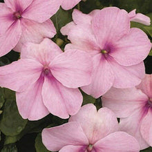 50 Impatiens Walleriana Baby Pink Seeds - Seed World