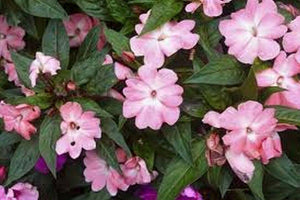 50 Impatiens Walleriana Baby Pink Seeds - Seed World