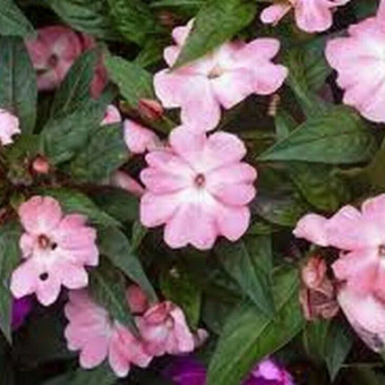 50 Impatiens Walleriana Baby Pink Seeds - Seed World
