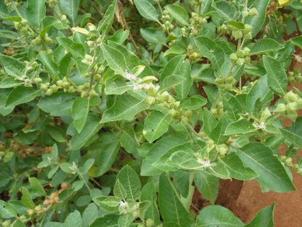 50 Indian Ginseng Seeds - Seed World