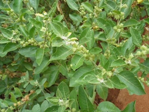 50 Indian Ginseng Seeds - Seed World