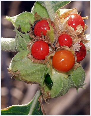 50 Indian Ginseng Seeds - Seed World